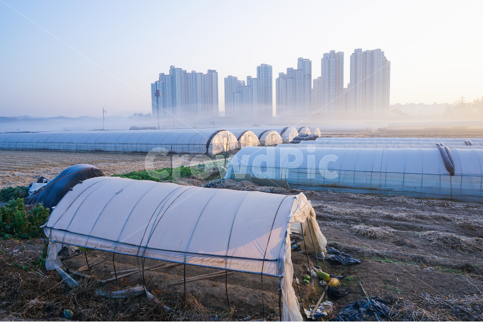 농사,비닐하우스,아파트,도시,농촌,안개,새벽,밭,도시,풍경,city,landscape,한국도시풍경,한국도시경관,korea cityscape,산업,industry,industrial,농업,농사,agriculture,farming,farming industry,nature,자연,rural,countryside,한 지방,shelter,피난처,outdoors,옥외,building,건물