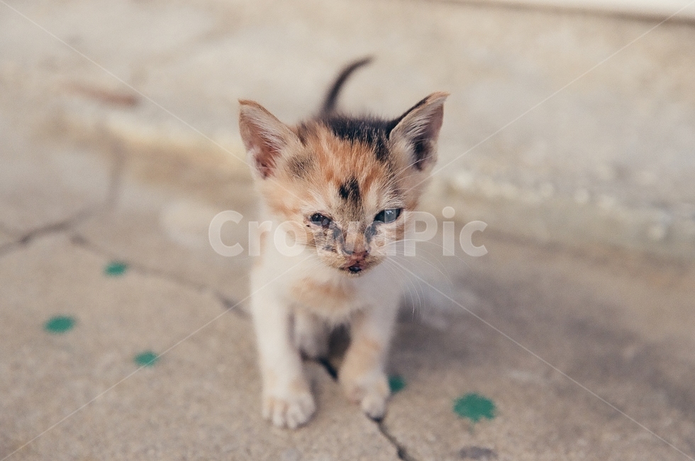 귀여움,야옹,반려동물,cats,mammals,animals,cute,meow,pets,mammal,포유류,cat,고양이,pet,abyssinian,동물,animal,아비시니안,manx,고양이새끼,kitten,동물,animal,포유류,mammal,고양이,cat,kitten,kitty