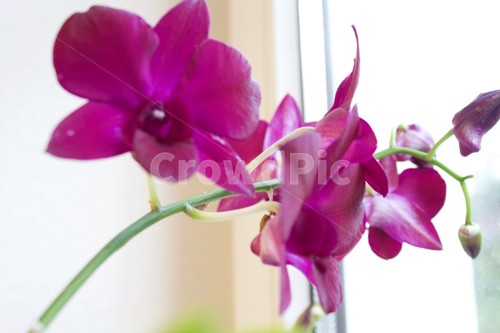 plant,식물,blossom,꽃,flower,식물,자연,plants,nature,꽃,flower