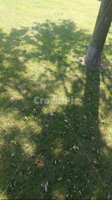 공원가을낙엽,공원,낙엽,가을,나무,식물,자연,plants,nature
