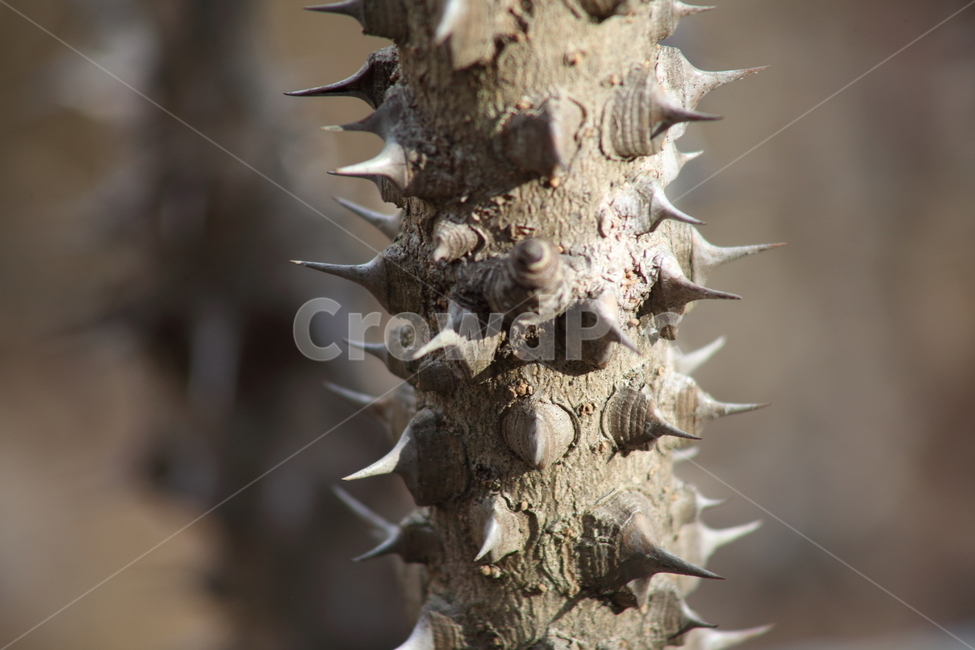 음나무,엄나무,가시,약용식물,castoraralia,식물,자연,plants,nature