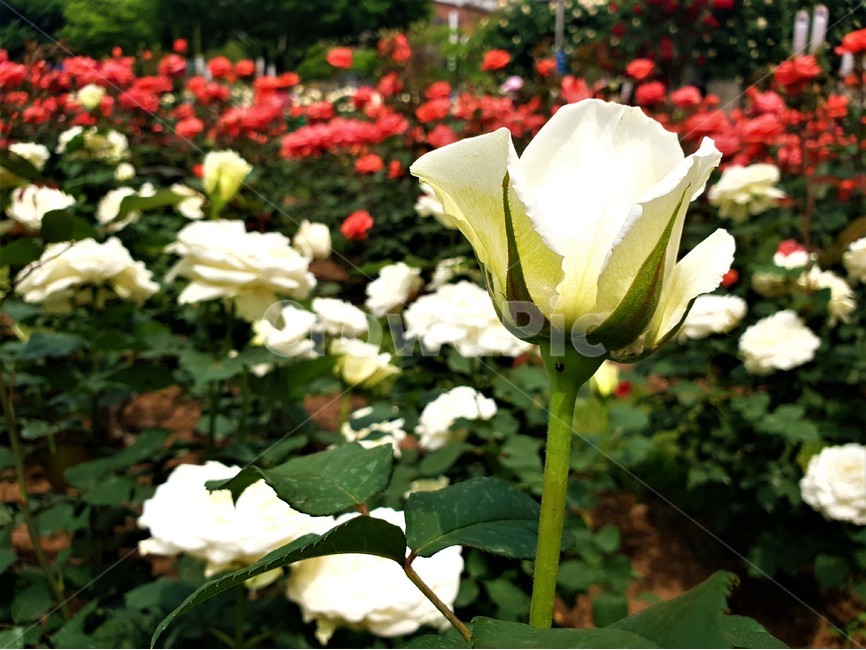 꽃,하얀꽃,정원,화원,식물,flower,whiteflower,garden,plant,자연,nature,식물,자연,plants,nature,꽃,flower