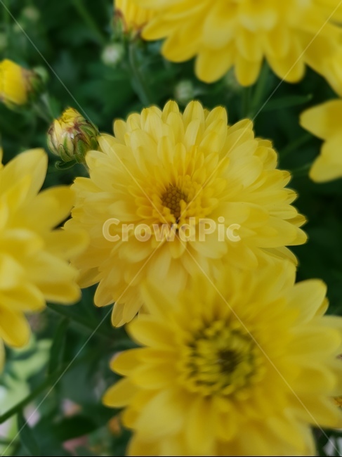 식물,국화꽃,노란색,꽃봉오리,노란빛,식물,자연,plants,nature,꽃,flower