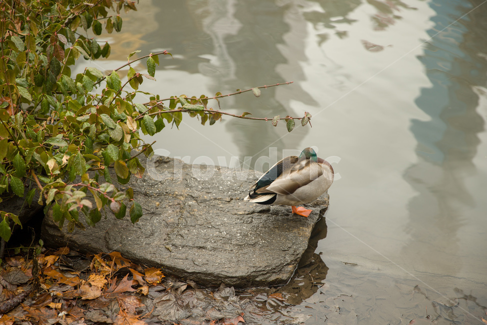 animal,beautiful,beauty,bird,centralparknewyorkcity,duck,green,natural,nature,outdoor,park,pond,water,wild,wildlife,오리,공원,연못,센트럴파크,뉴욕,동물,animal,조류,새,birds