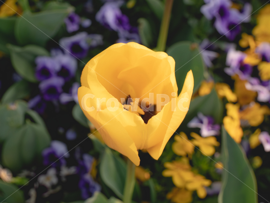 노랑,봄,꽃,풀,초록,꽃밭,식물,자연,plants,nature,꽃,flower