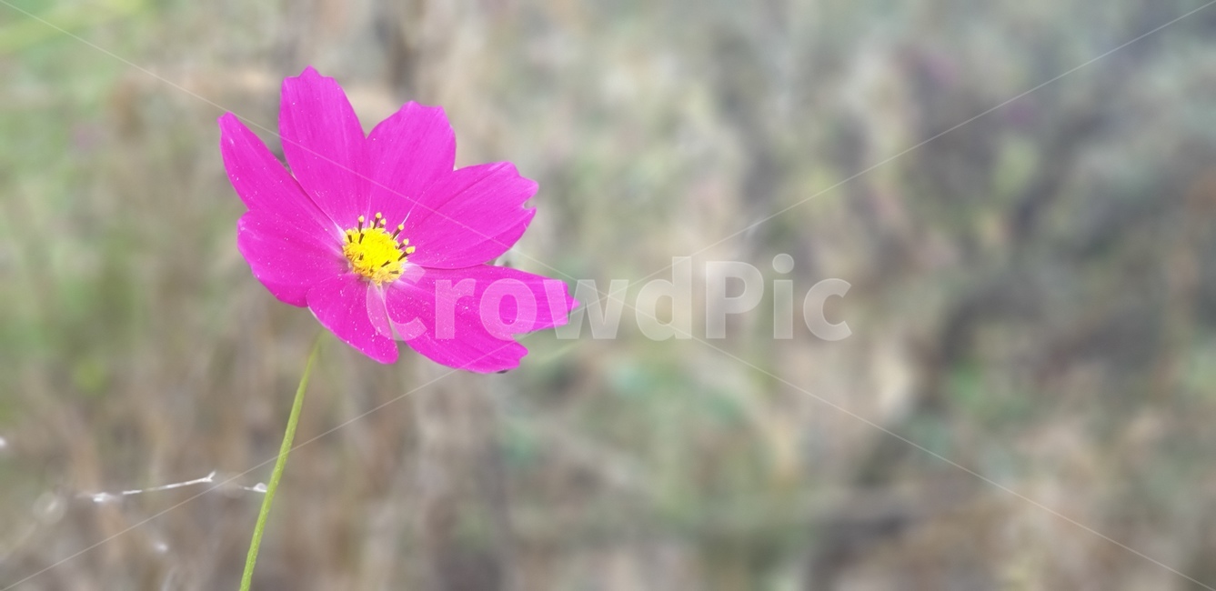 flower,꽃,꽃잎,코스모스,cosmos,식물,자연,plants,nature,꽃,flower