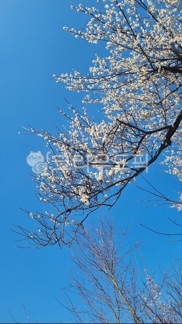 sky,blue sky,nature,clear sky,tree,flower,spring flowers,spring,flowers in full bloom,plum blossom