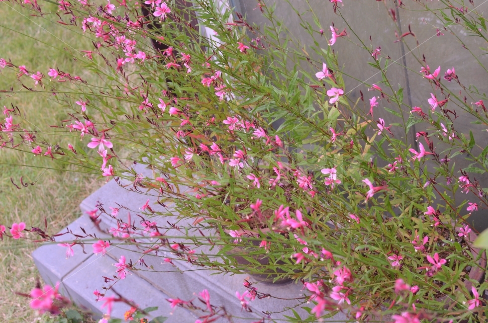 바늘꽃,눈홍꽃,여름꽃,힐링,아름다움,감상,식물,자연,plants,nature,꽃,flower