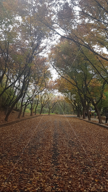 가을,단풍,풍경,나무,계절,색깔,감성,힐링