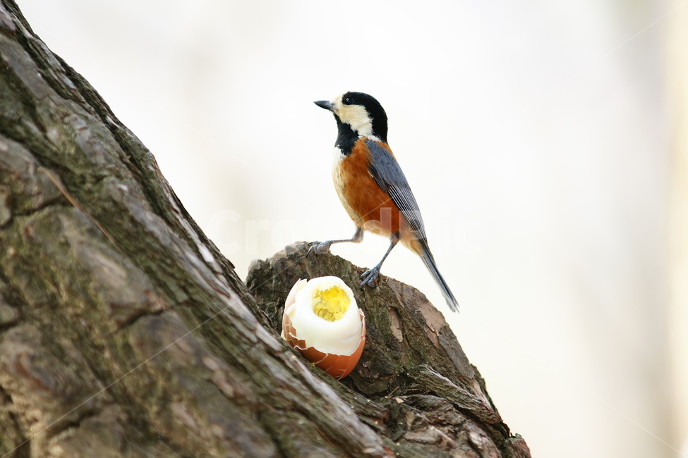 곤줄박이,사람과친구,조류,텃새,곤주리,동물,animal,조류,새,birds