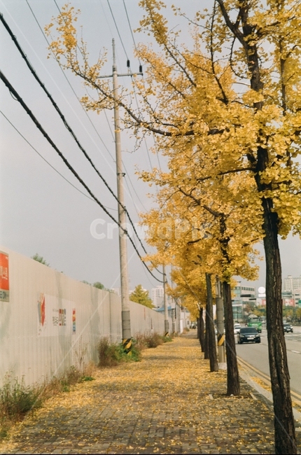 path,통로,plant,식물,tree,나무,가을,계절,fall,autumn,season
