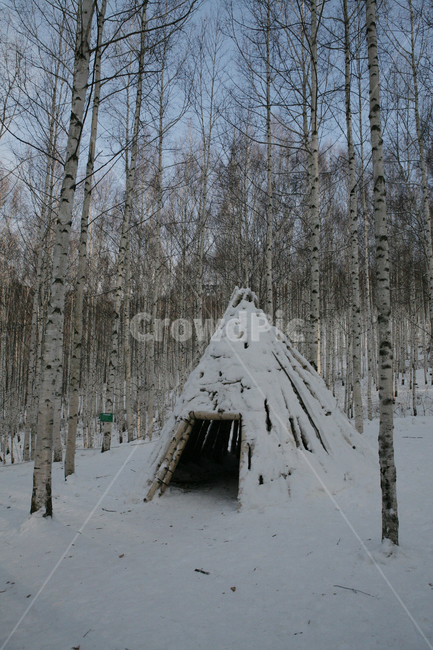 자작나무,이글루,피신처,나무집,겨울,나무,설경,눈,snow,winter,오두막,자연,nature,outdoors,countryside,피난처