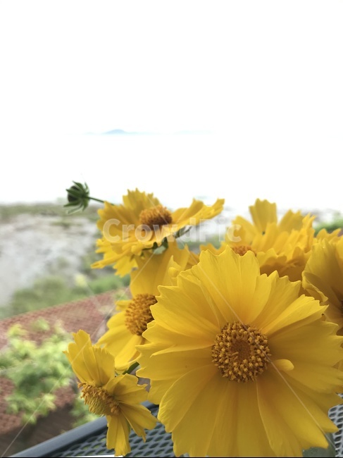 꽃,노란꽃,노란색,꽃다발,plant,식물