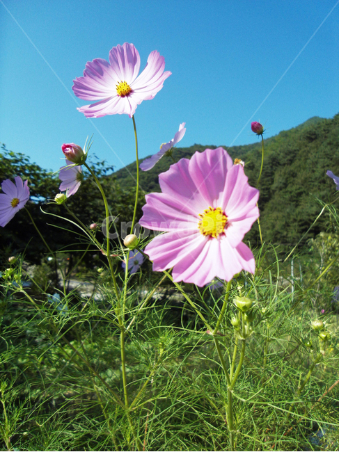 코스모스,꽃,가을,flower,식물,식물,자연,plants,nature,꽃,flower