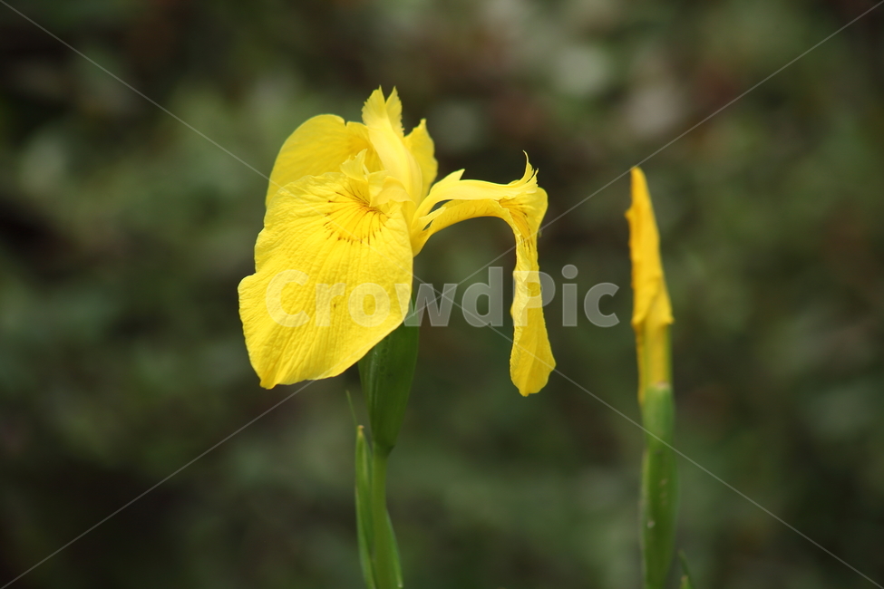 노랑꽃창포,황창포,봄,붓꽃,orientalcolumbine