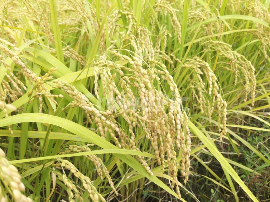 plant,식물,들,field,벼,곡류,곡식,cereals,농업,농사,agriculture,farming,farming industry