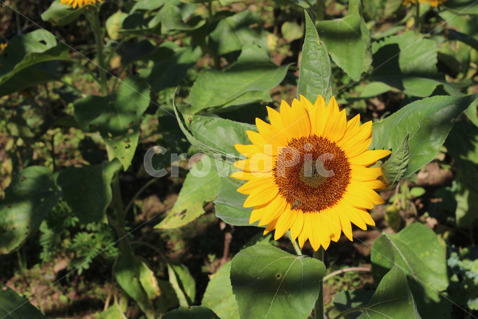 꽃,해바라기,해바라기밭,감성,일상,flower,sunflower,daily,식물,자연,plants,nature,꽃,flower