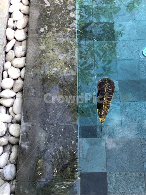 flagstone,판석,수영장,수면,나뭇잎,열대나무,leaf,tropical