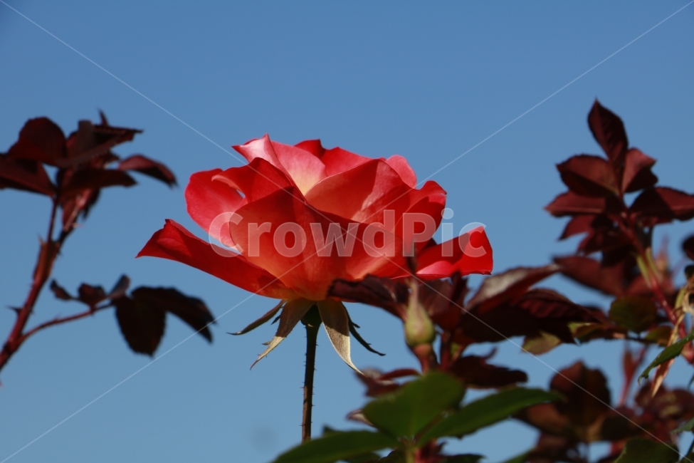장미,하늘,꽃,식물,빨간꽃,자연,풍경,가을,계절,fall,autumn,season,식물,자연,plants,nature,꽃,flower,plant,blossom,rose
