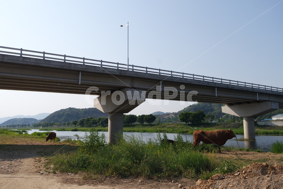 소,하천,자연,풍경,nature,field,들,cow,동물,animal,가축,황소,다리,동물,animal,포유류,mammal