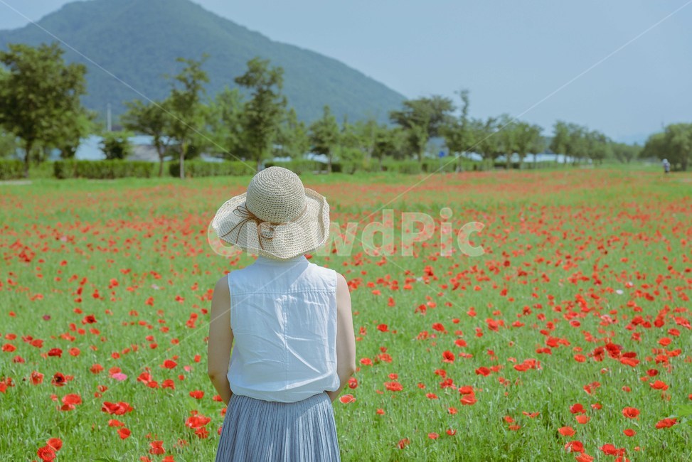 봄,봄꽃,양귀비,뒷모습,모자,봄소풍,봄패션,봄,계절,spring,season,사람,인물,인간,human,person,여성,여자,woman,female,lady,여행,휴가,traveling,vacation,trip,hat,sun hat,태양 모자