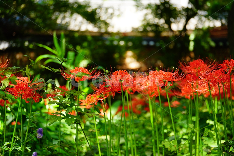 꽃무릇,꽃,식물,플라워,flower,자연,nature,plants,9월,가을,fall,autumn,september,꽃밭,화단,꽃사진,가을꽃,식물,자연,plants,nature,꽃,flower