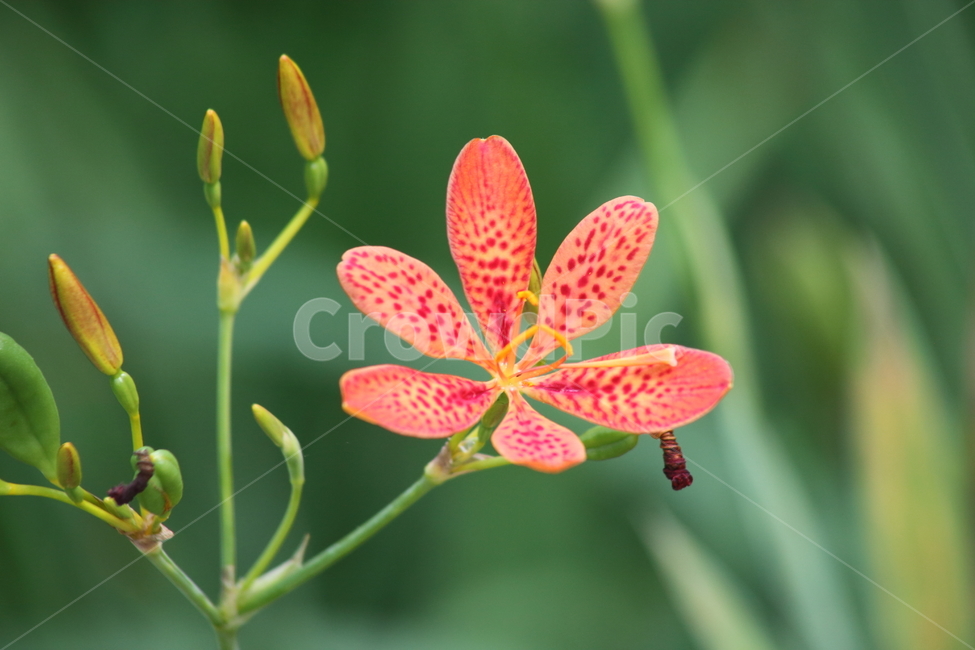 범부채,꽃,여름,범부채꽃,blackberrylily