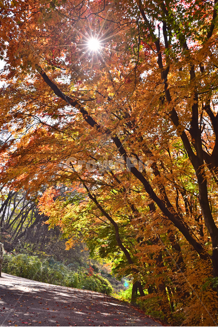 가을,단풍,한국자연경관,한국자연풍경,단풍잎,가을배경,계절,시즌,autumn,fall,background,outdoor,야외,옥외,아웃도어,자연,배경,바탕,백그라운드,환경,leaf,natural,environment,forest,단풍숲,태양,햇빛,빛갈라짐,힐링,healing,tree,나무,plant,식물,maple,나무줄기,가을,계절,fall,autumn,season,tree trunk,나무 줄기