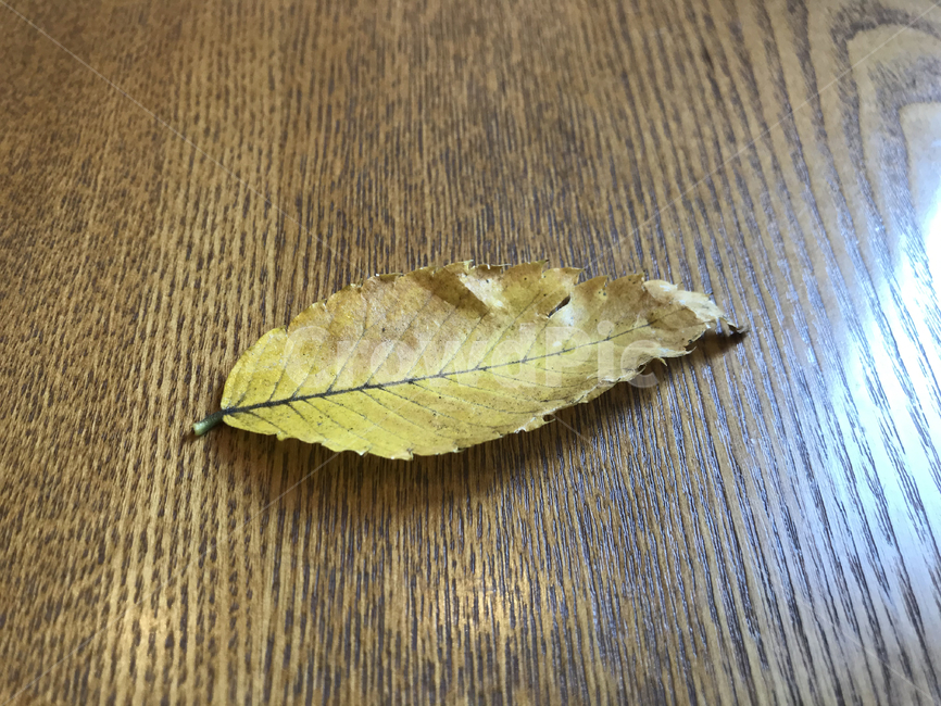 leaf,잎,식물,낙엽,plant