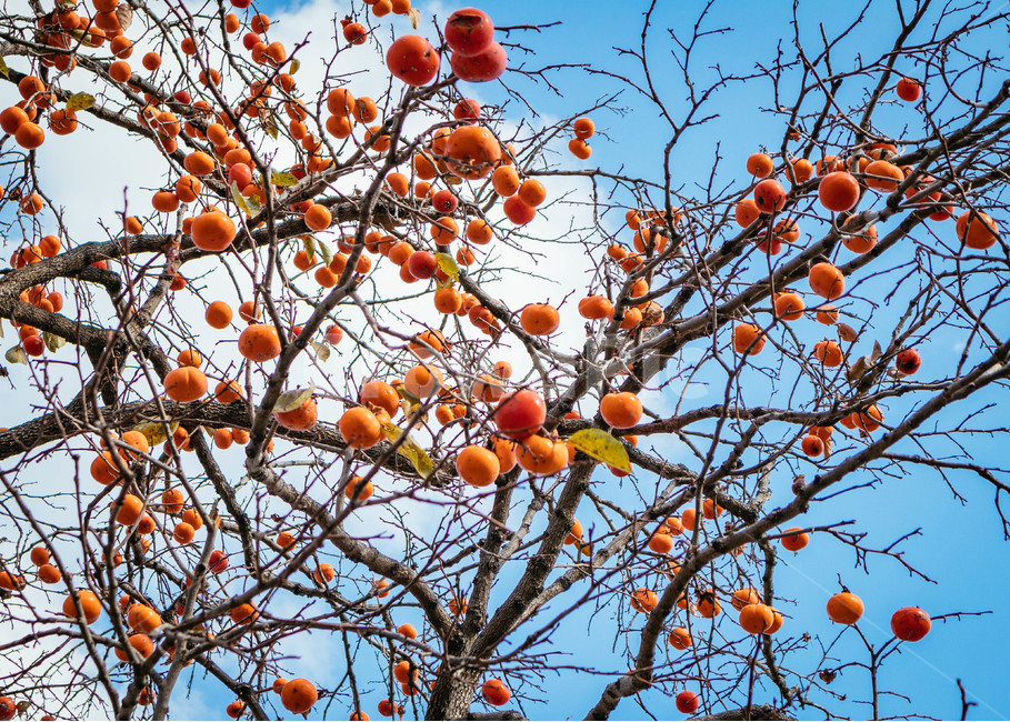 감나무,감,홍시,가을풍경,가을나무,주렁주렁,탐스러운,열매,식물,자연,plants,nature,과일,열매,fruit