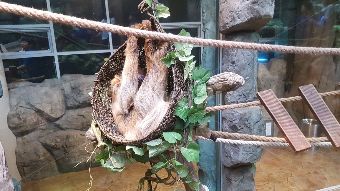 나무늘보,동물,늘보,조용한,고요한,정적인