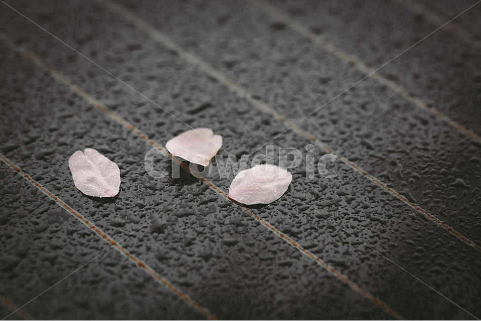 감성사진,꽃,식물,자연풍경,봄,벚꽃,4월,봄,계절,spring,season,식물,자연,plants,nature,꽃,flower,감성,sensible,feeling,비,비오는날,rain,rainy,plant,petal,꽃잎,blossom