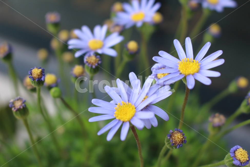 봄,꽃,봄꽃,들꽃,쑥부쟁이,spring,flower