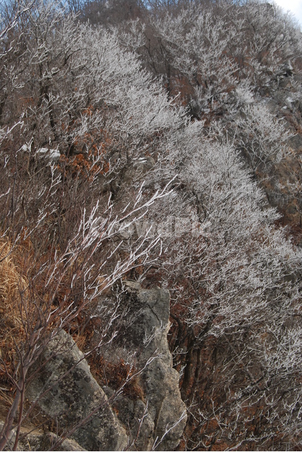 축령산,겨울산,휴양림,자연,등산로,겨울,계절,winter,season,자연,풍경,nature,landscape,outdoors,옥외,snow,눈,frost,서리