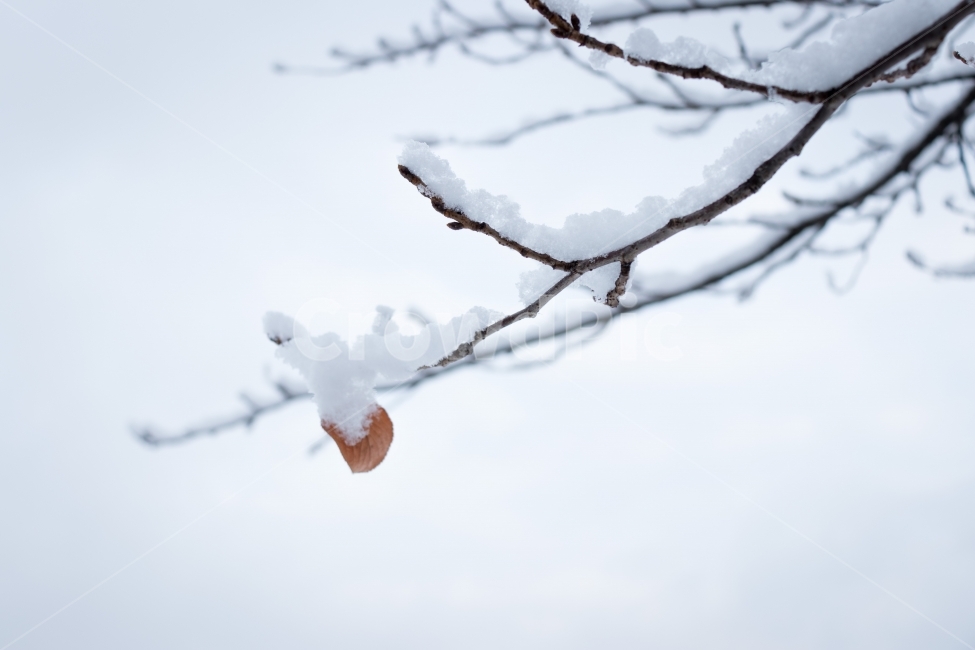 겨울,눈,나무,눈꽃,나무가지,겨울,계절,winter,season,식물,자연,plants,nature