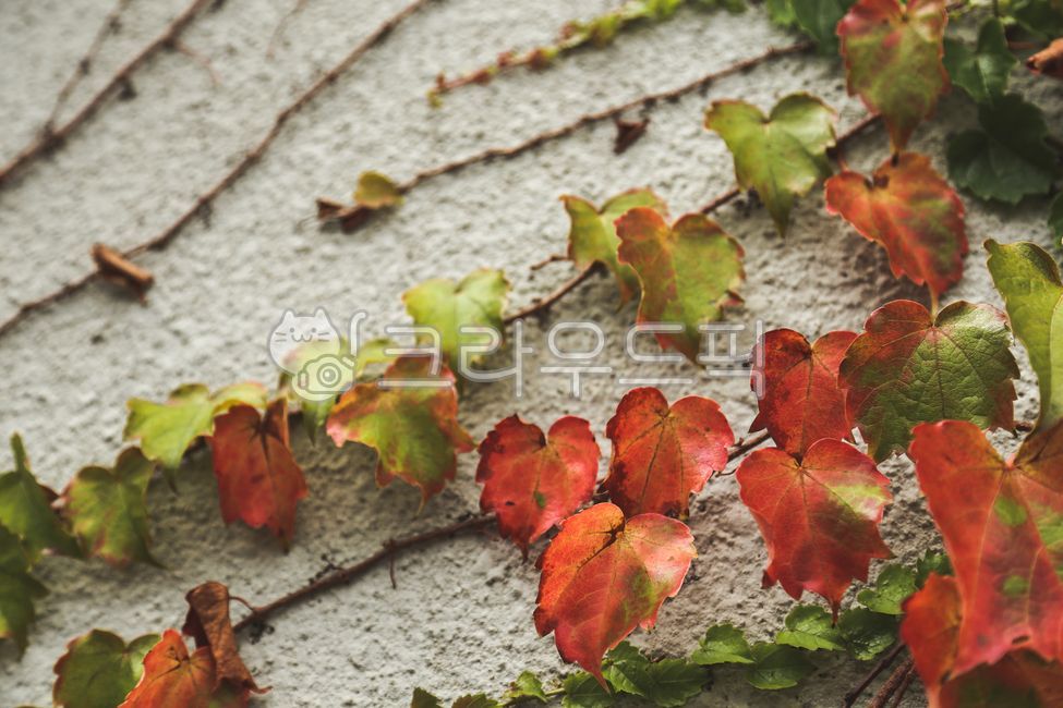 가을,단풍,단풍잎,담벼락,덩쿨,넝쿨,leaf,잎,plant,식물