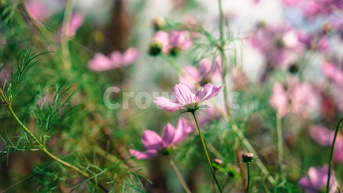 가을,꽃,식물,여행,분위기,가을,계절,fall,autumn,season,식물,자연,plants,nature,꽃,flower,감성,sensible,feeling,plant