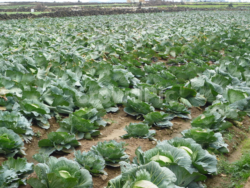 식물,plant,양배추,양배추밭,채소,채소밭,야채,cabbage