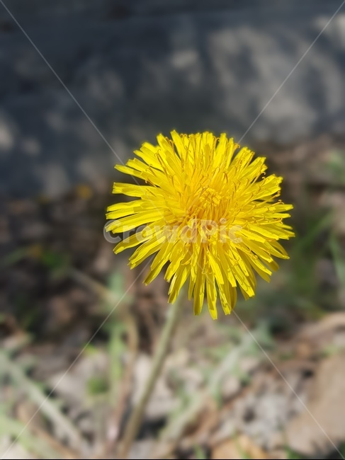 민들레,노란민들레,꽃,봄,봄꽃,봄,계절,spring,season,식물,자연,plants,nature,꽃,flower,plant,blossom