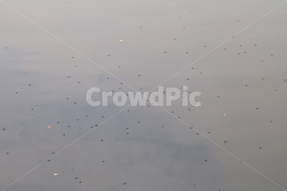 소금쟁이,곤충,호수,자연,waterstrider