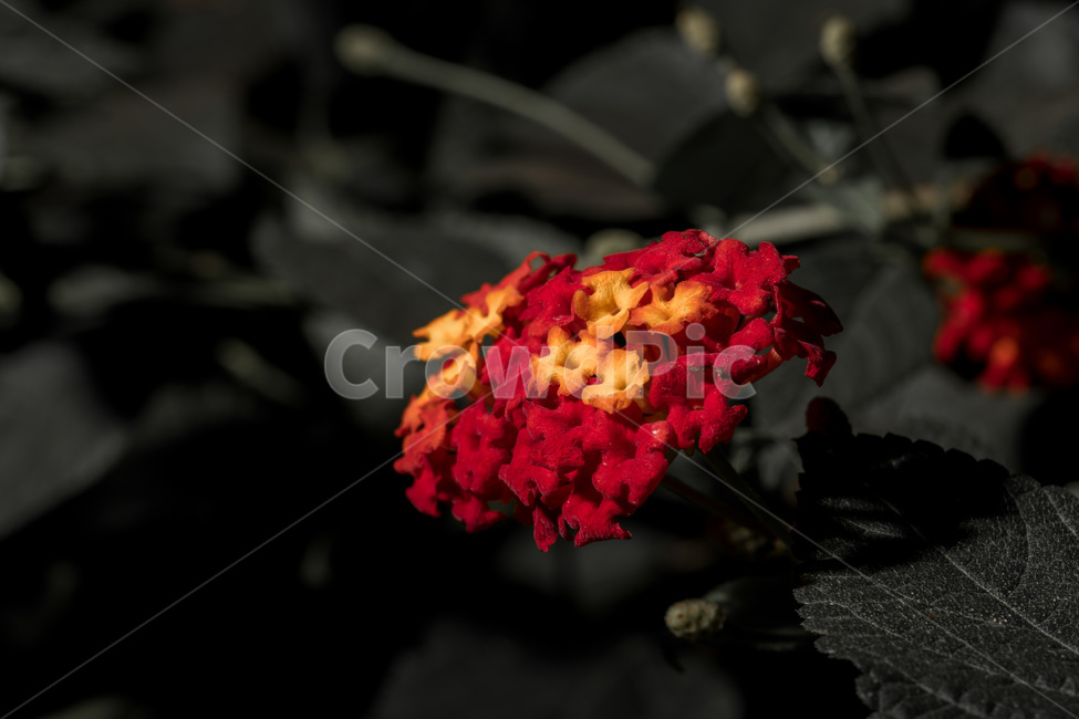 란타나,꽃,알록달록,예쁜,식물,식물,자연,plants,nature,꽃,flower
