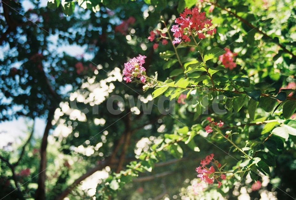 여름,배롱나무,나뭇잎,하늘,햇살,핑크색꽃,식물,자연,plants,nature,꽃,flower,감성,sensible,feeling