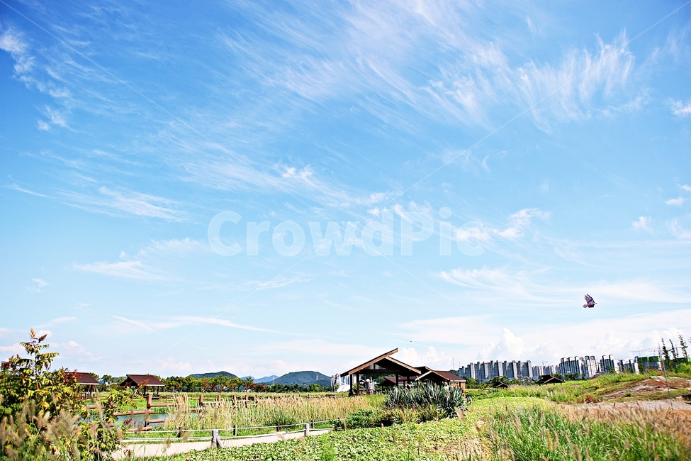 시흥갯골생태공원,공원,갈대,자연,풍경,식물,잡초,여름,계절,자연,풍경,nature,landscape,outdoors,옥외,building,건물