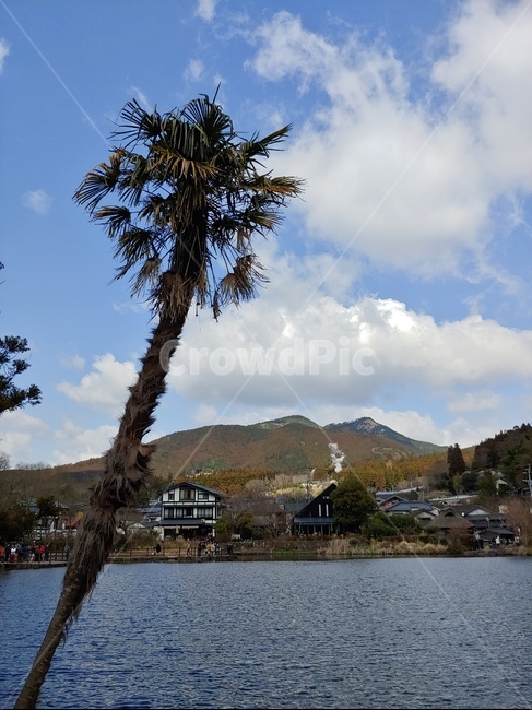 일본,야자수,강,유후인,구름,하늘,산,자연,풍경,nature,landscape,해외,외국,세계,foreign,oversea,world,세계자연풍경,해외자연풍경,외국자연풍경,world nature landscape,tree,나무,plant,식물,outdoors,옥외