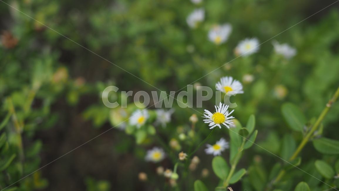 야생화,꽃,야생식물,wildflower,flower