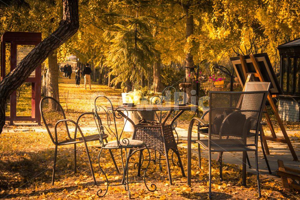 은행나무,가을,road,단풍,식물,나무,plant,tree,잎,의자,가을,계절,fall,autumn,season,furniture,가구,chair