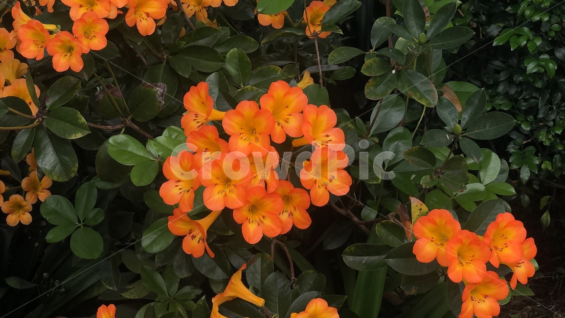 geranium,제라늄,plant,식물,leaf,잎,blossom,꽃,flower,red,빨강,봄,여름,가을,생화,들꽃,주황