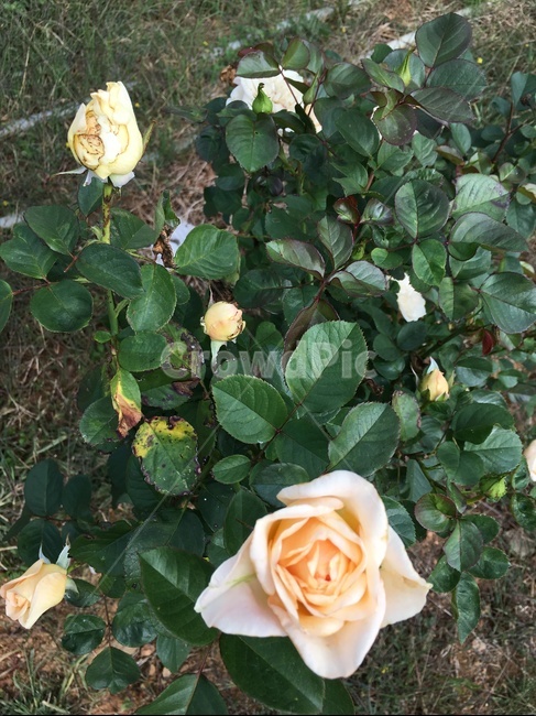 blossom,rose,장미,plant,식물,flower,꽃