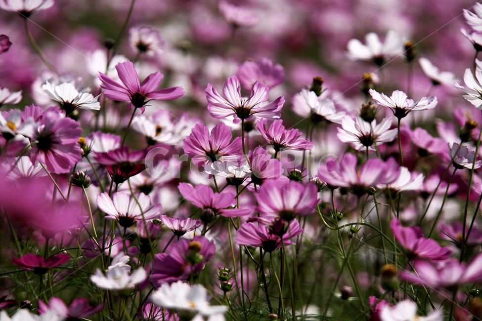 코스모스,꽃,식물,가을,계절,감성,자연,가을,계절,fall,autumn,season,식물,자연,plants,nature,꽃,flower,blossom,geranium,제라늄,plant