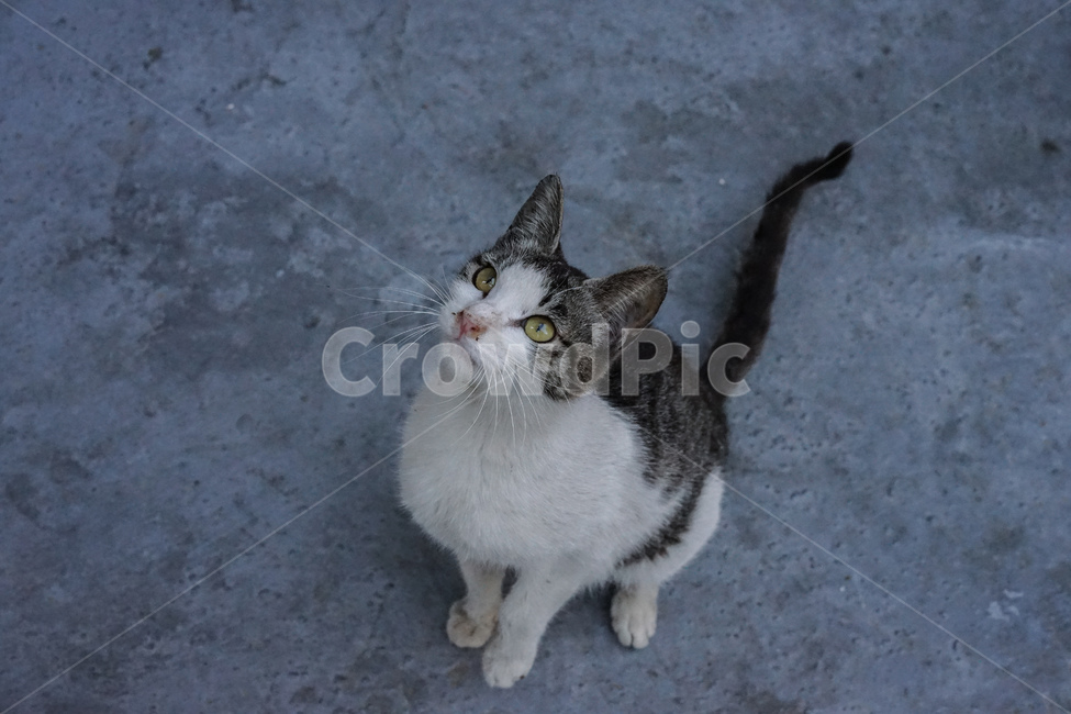 길고양이,고양이,cat,길냥이,동물,동물,animal,포유류,mammal,고양이,cat,kitten,kitty